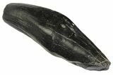 Fossil Sperm Whale (Scaldicetus) Tooth - South Carolina #176183-1
